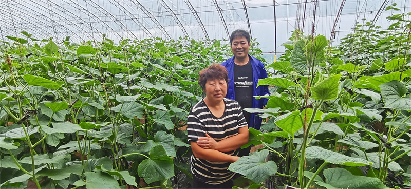 7平泉市設(shè)施蔬菜種植戶.jpg