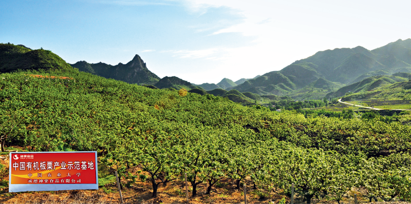 3中國有機(jī)板栗產(chǎn)業(yè)示范基地_寬城滿族自治縣農(nóng)業(yè)農(nóng)村局供圖_副本.png